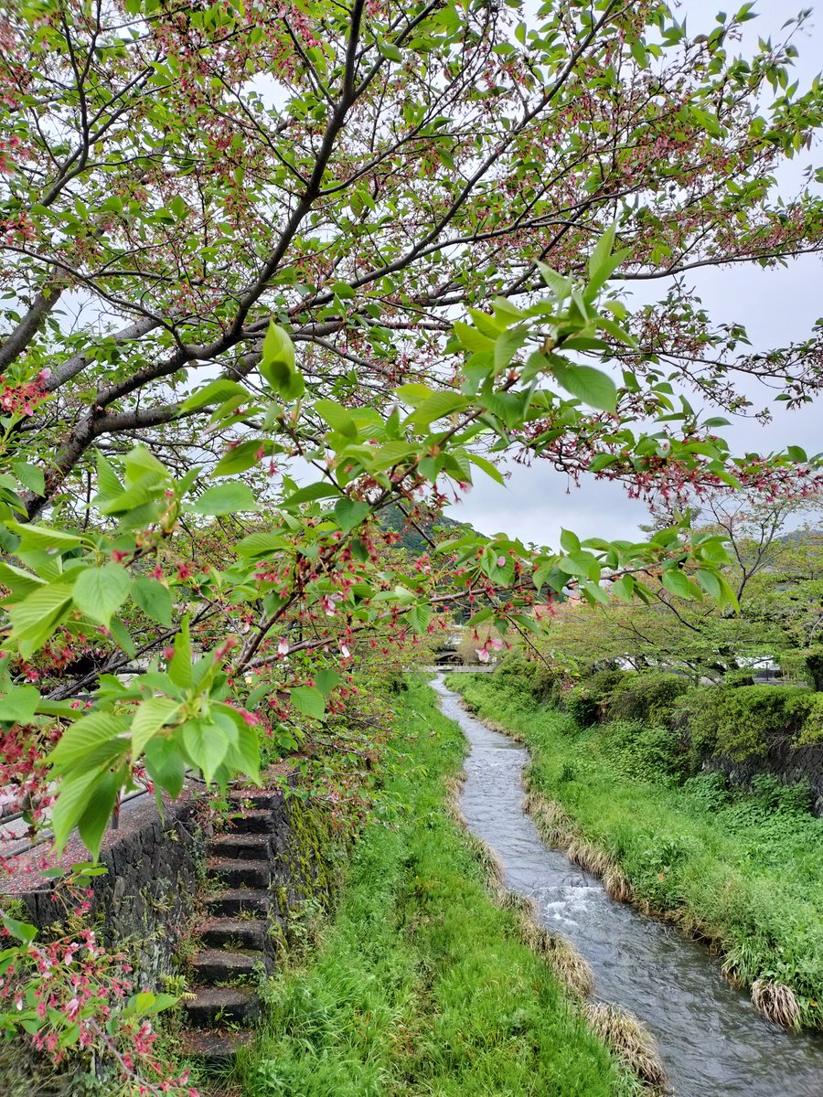 白狐刑事ジコンナ tweet media