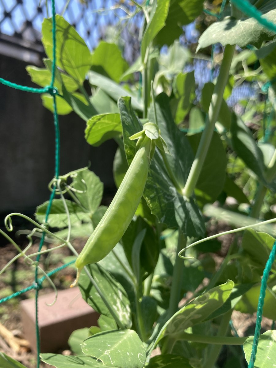 nnI9m9lZWO92038's tweet image. 畑のめぐみご飯🍚
エンドウのチーズ焼き

実は一本だけ収穫できたアスパラも混じってます
 
えんどうのやさしい甘みと
アスパラの香りが鼻に抜けます

今日も一日、お疲れ様でした🌿