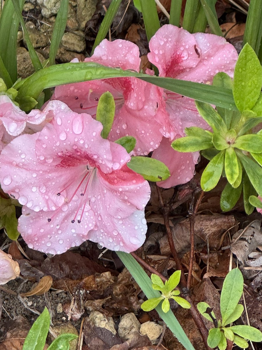 雨に濡れる全体が薄ピンクのツツジ💗 このタイプは珍しい。 タイワン