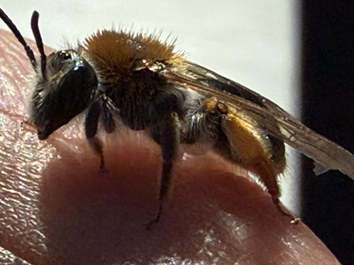 Maarten Engelsman tweet media