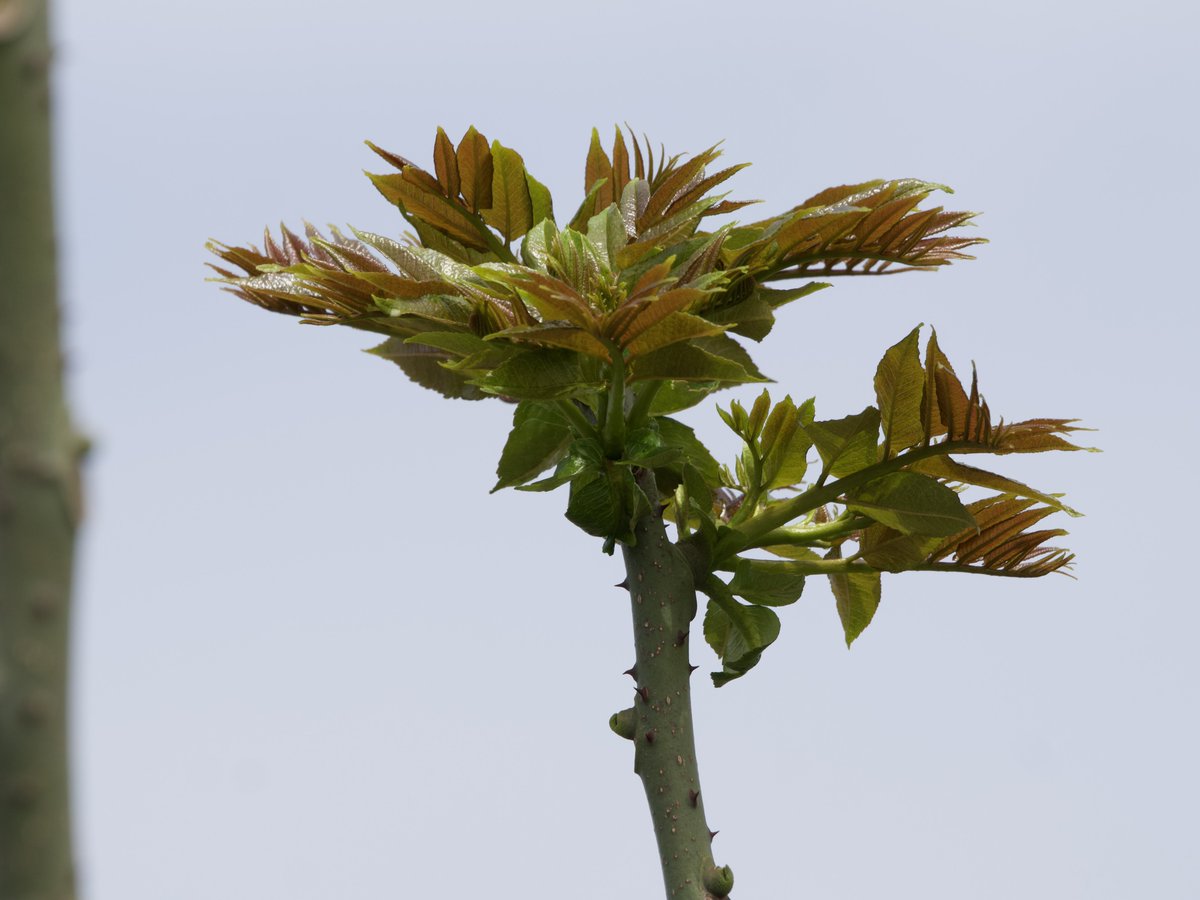 URIBOU_KARIN314's tweet image. タラノキ
#omsystem
#om1
#タラノキ