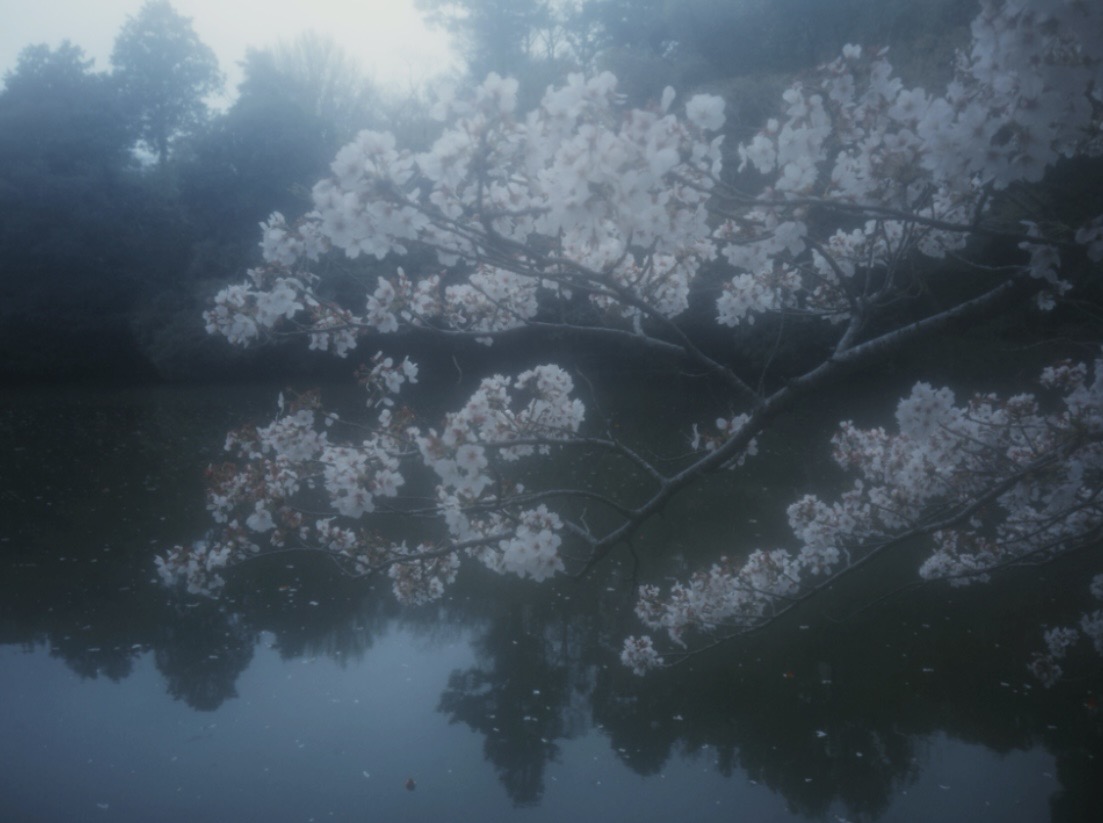 ᴍᴇᴍᴏ tweet media