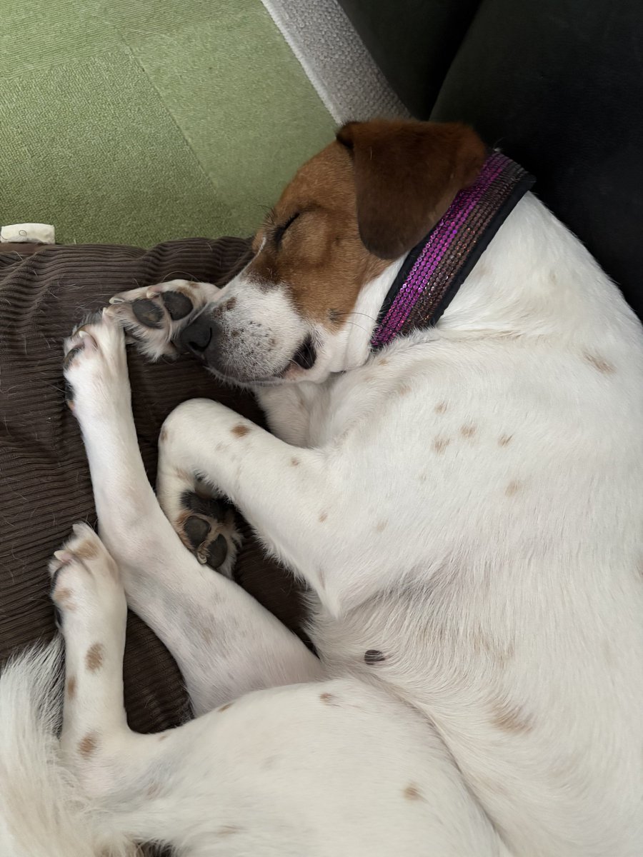 みのかさ tweet media