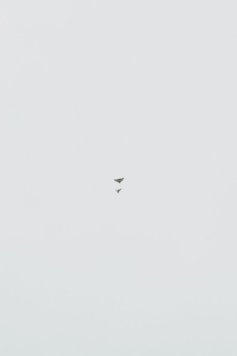 アキモト tweet media