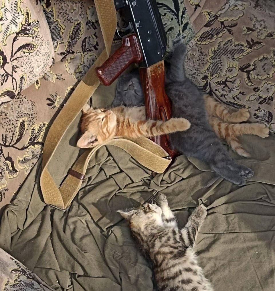 Ангулемский tweet media