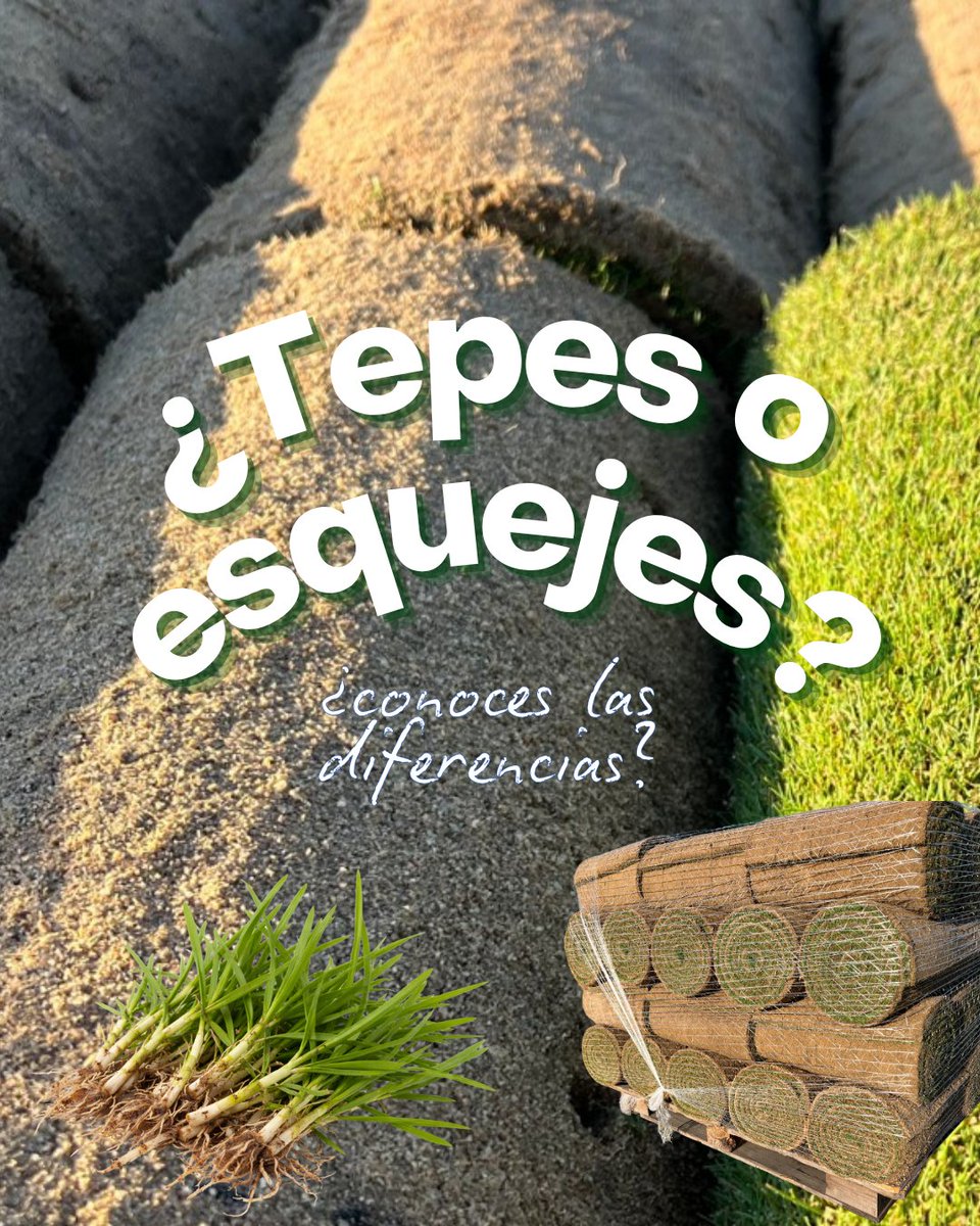 Tepeservi tweet media
