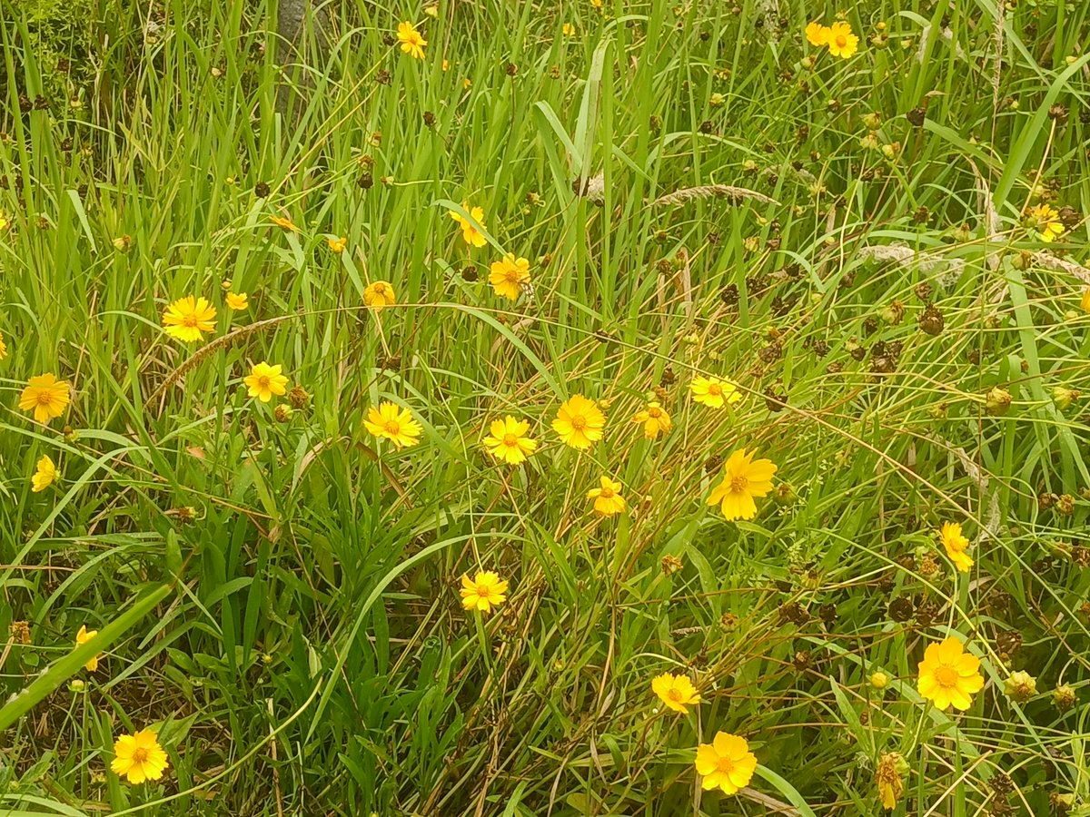 Andre Harris tweet media