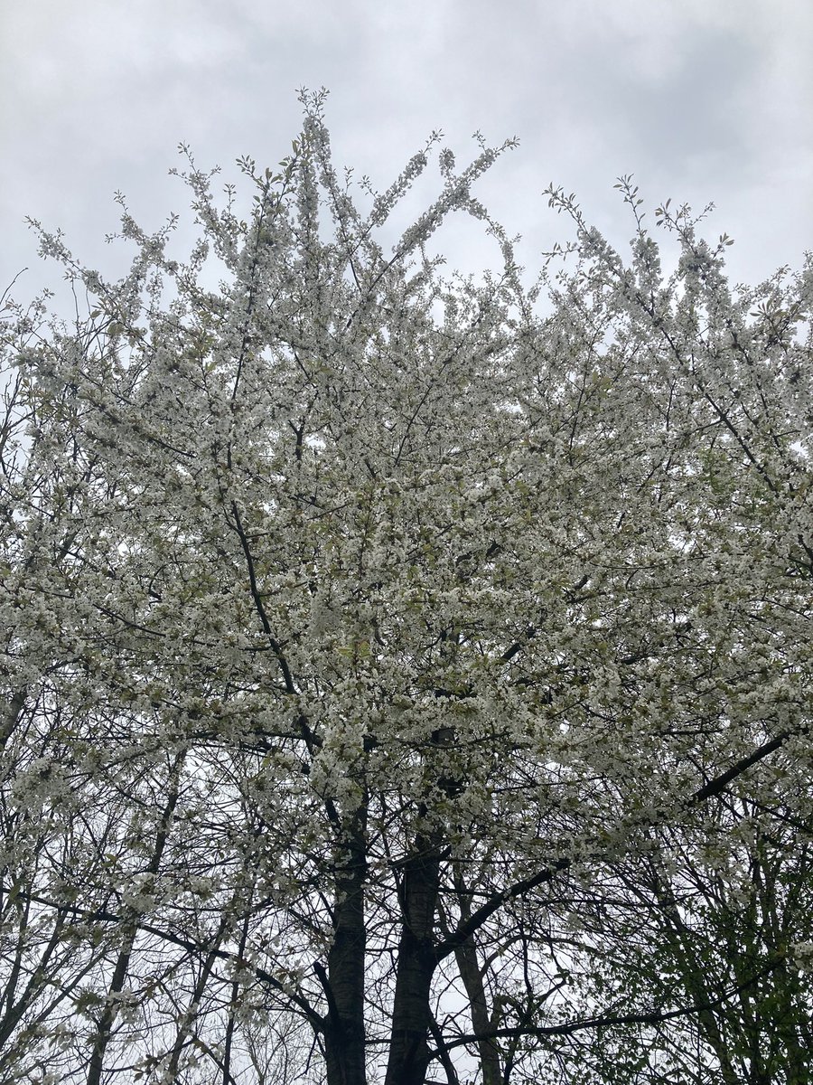 SweetMouse85's tweet photo. Beautiful morning 🥰 https://t.co/WmOf4ANdGB