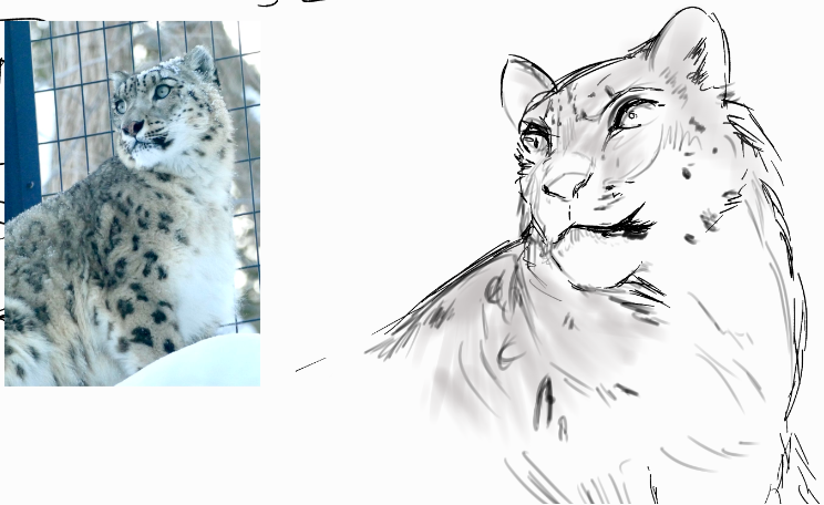 NaoLeiaMe's tweet image. snow leopard.

#myart #sketch
