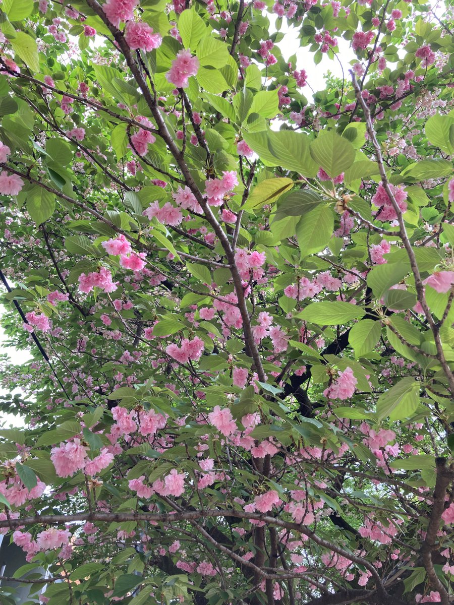 樹は見上げるもの。
ぜんぶ桜。
ちょっとずつ違う桜の花盛り。