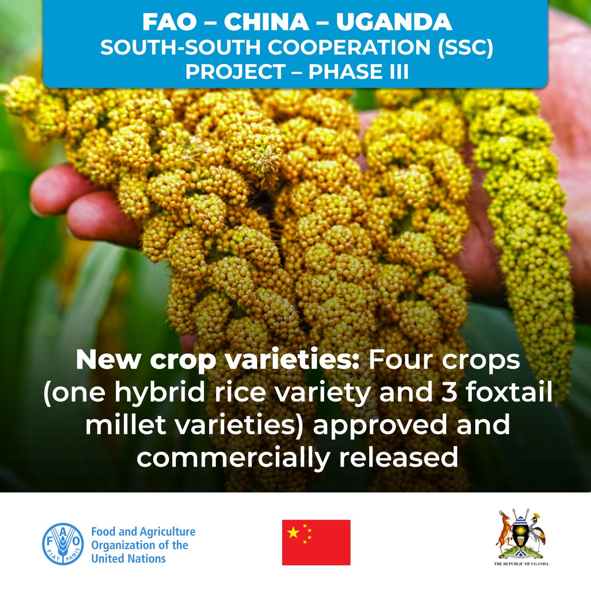 Knowledge transfer for increased agricultural output 🌾

Phase III of the <a href="/FAO/">Food and Agriculture Organization</a>-China-Uganda South-South Cooperation project has registered impressive achievements.

Four crop varieties have been released &amp; approved - one hybrid #rice variety and 3 foxtail #millet varieties.