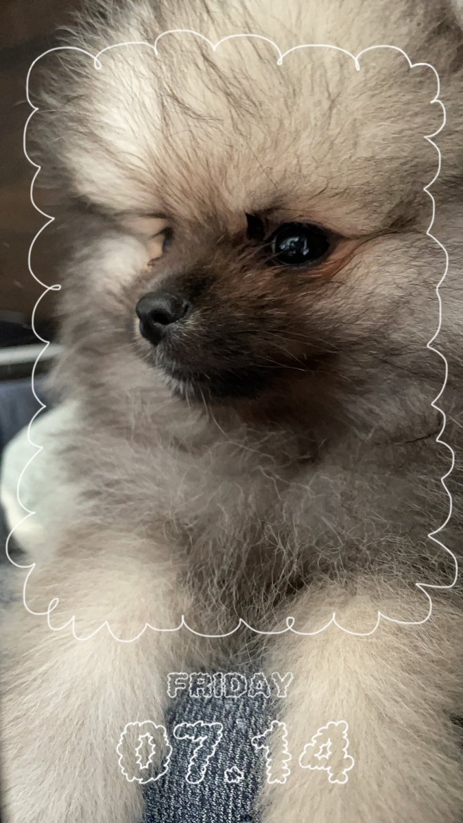 ここあ tweet media