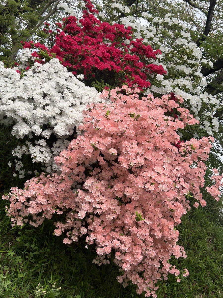 たろちゃん🍛　（👘コウメ太夫のテーマ公開 tweet media