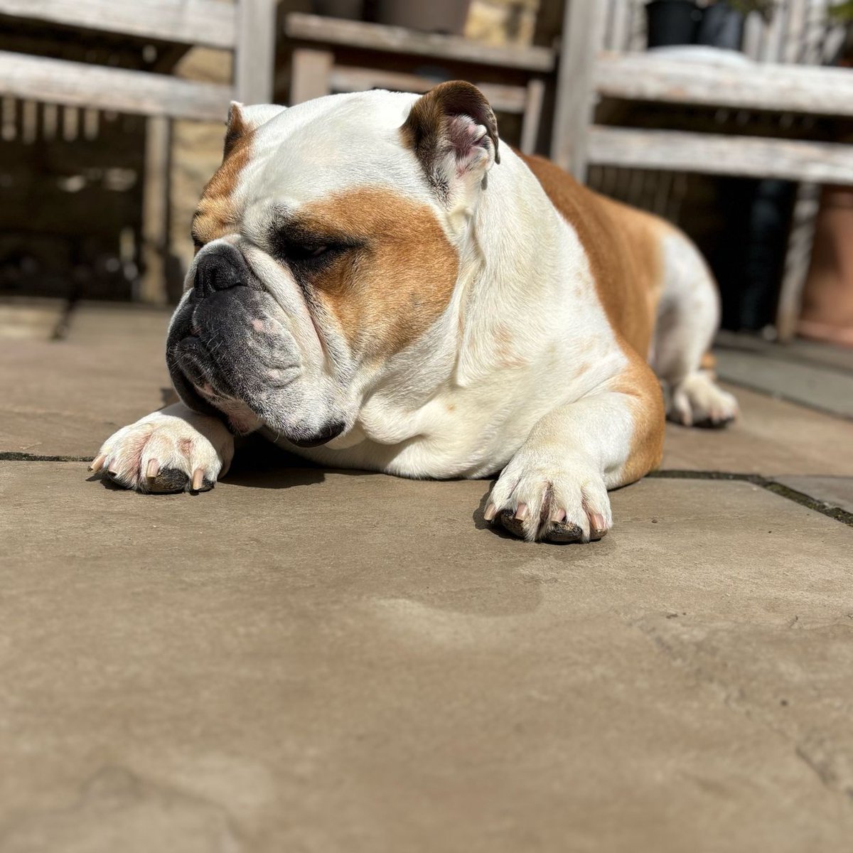 Barney the Bulldog (@barney_bulldog) / Posts / X