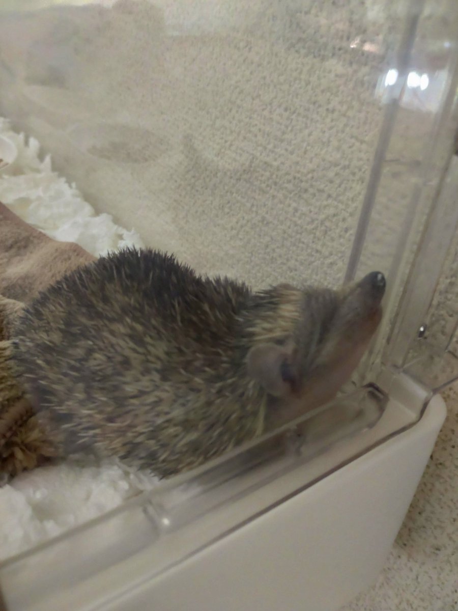 髙橋☽ tweet media