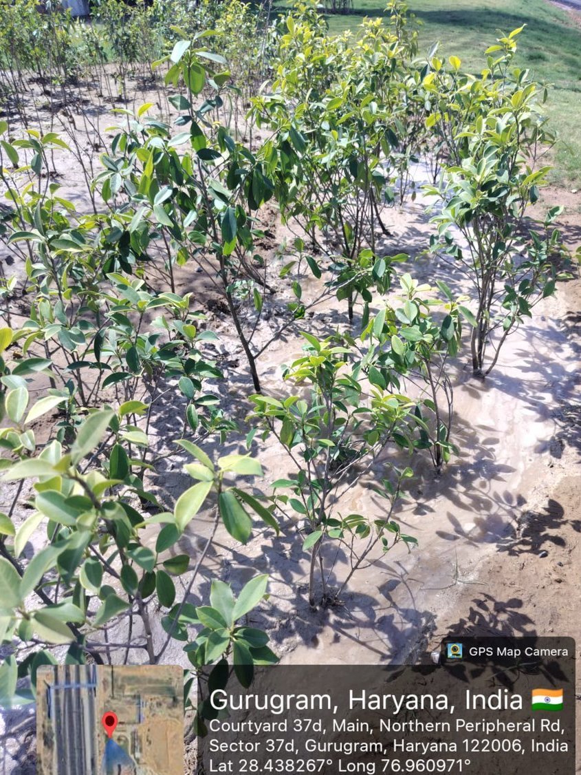 OfficialGMDA's tweet image. Greener Corridors Taking Shape 🌱
- Development and maintenance of green belts in Sector 37D along Dwarka Expressway are being carried out to expand green spaces and support a healthier environment. 🍀 🌿 ☘️
#UrbanGreening #GreenSpaces #SustainableCities #EcoFriendly