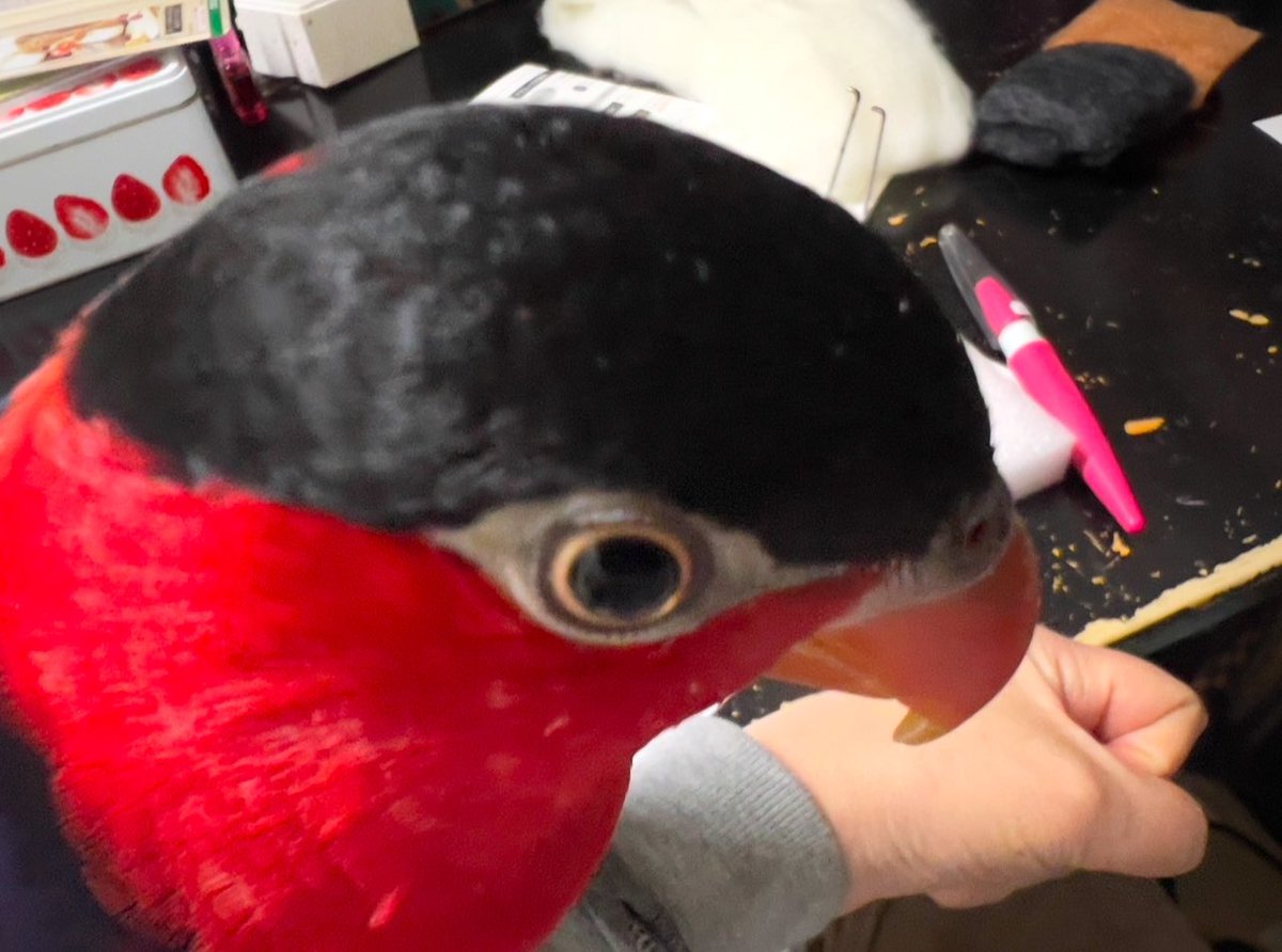 ハトマル tweet media