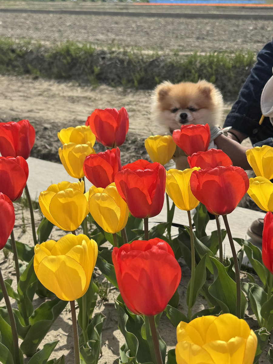 ぽんちゃん tweet media