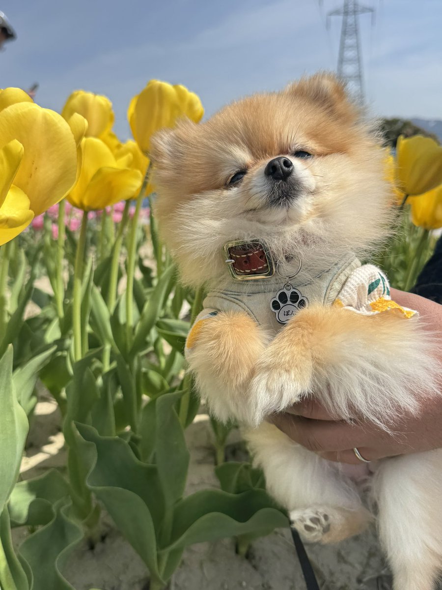 ぽんちゃん tweet media