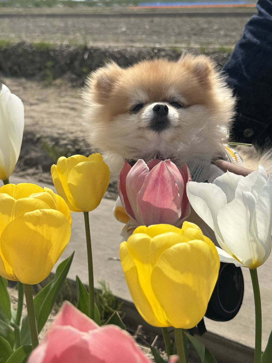 ぽんちゃん tweet media