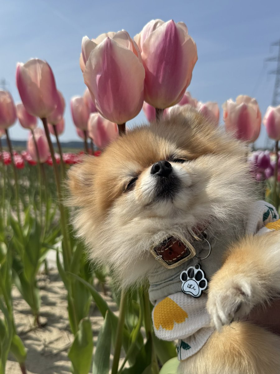 ぽんちゃん tweet media