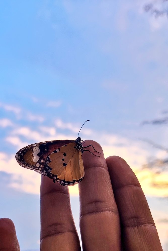 Tere_do_nainaaa's tweet photo. Share a beautiful Butterfly from your gallery! 🦋 https://t.co/Y9nZa4bdN0