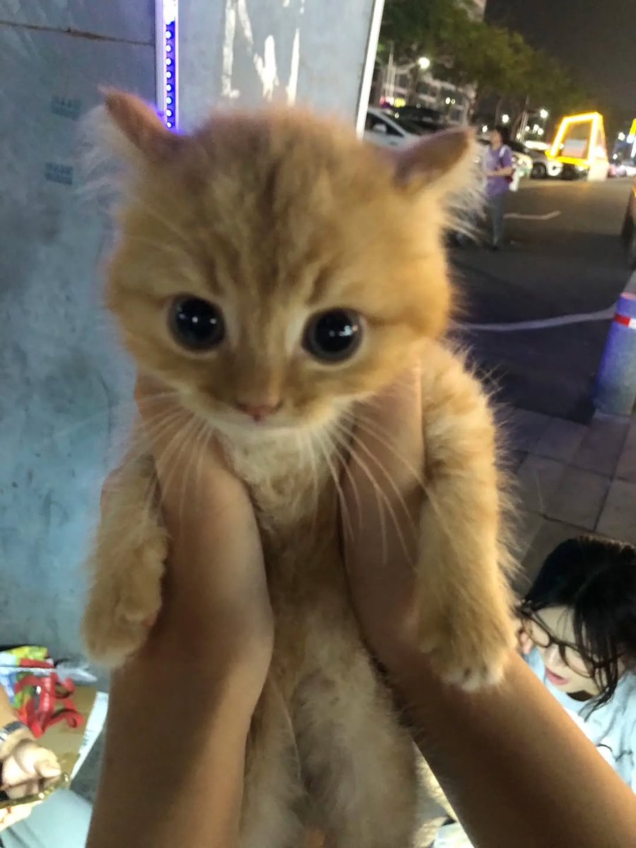 No Context Cats tweet media