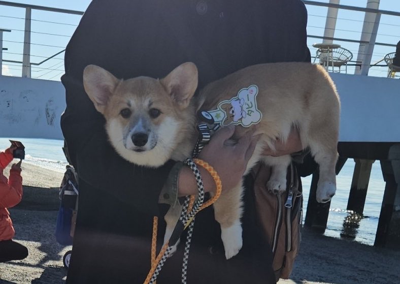 まろ眉のコパン tweet media