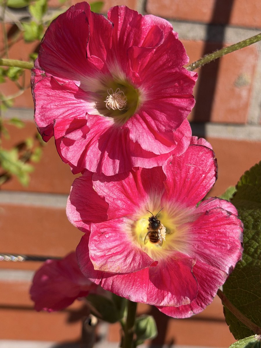 PotteringPolly's tweet image. I sowed these Hollyhocks late last year &amp;amp; they grew like mad in the greenhouse, even producing a flower in mid-winter! Anyway they are shooting for the sky now they’re in the border &amp;amp; providing food for my little friends 🌿🌸🐝💕
#wildlifewednesday #insects #bloomscrolling