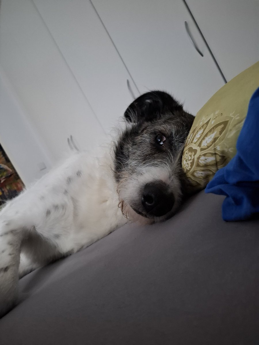 Bosko, Boskolito oder König! tweet media