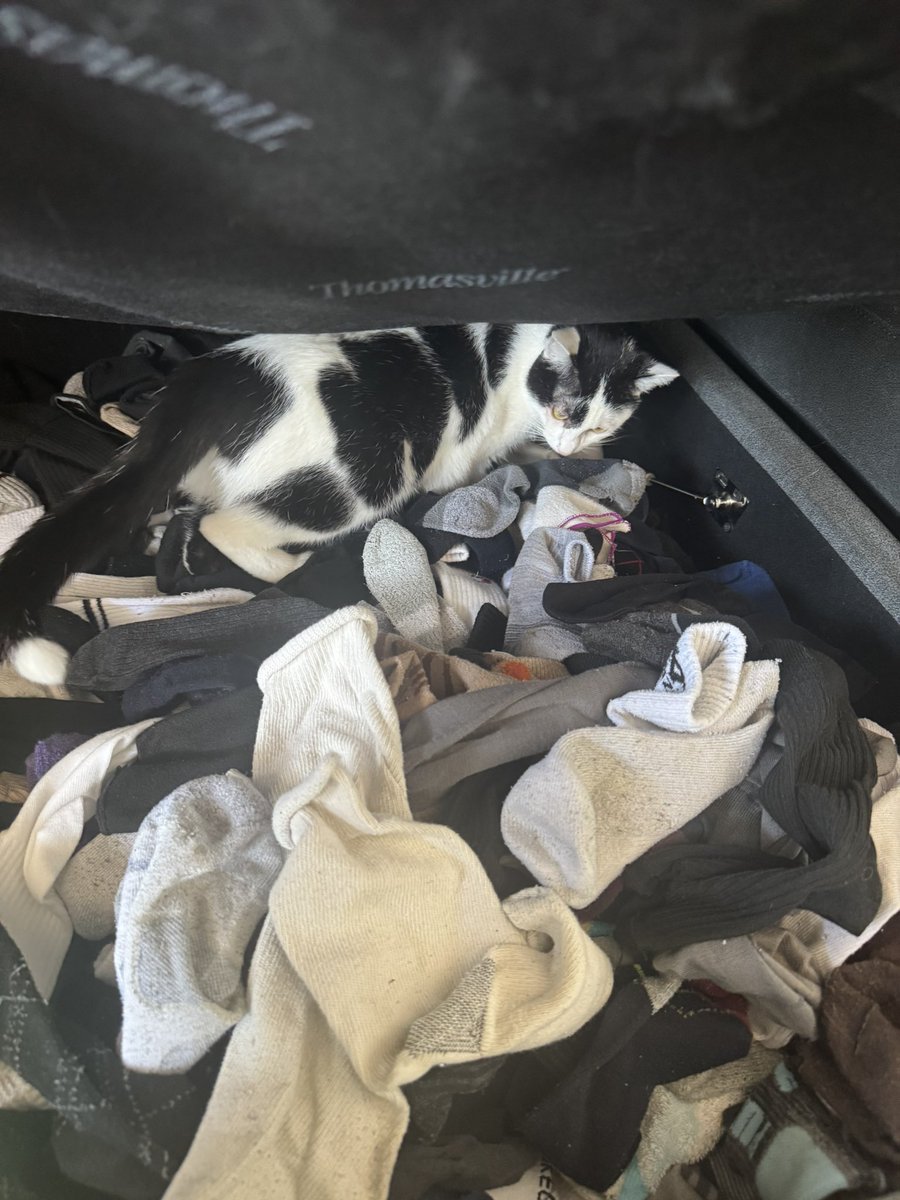 にゃがにゃが🦈🐱/バケーション💞🦩 tweet media