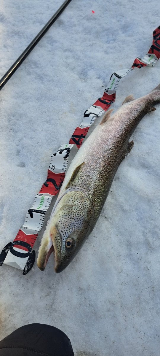 viphage's tweet image. 久々のレギュラーサイズ76㎝⁉️#SHIMANO#ボーダレス#渓流釣り#北海道#本流延べ竿釣り#イトウ