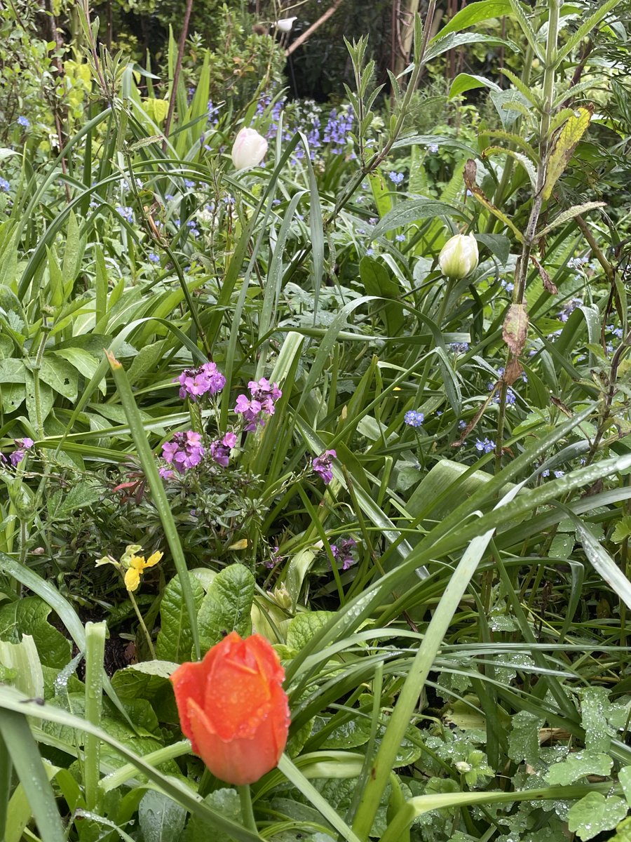 helen21206699's tweet image. Good morning from a splash of #colour in my little #cottage #garden