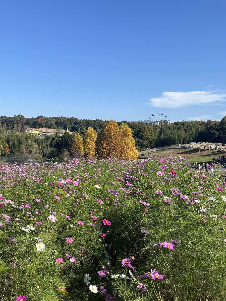岡田竜平｜テクニカル分析の視点 tweet media