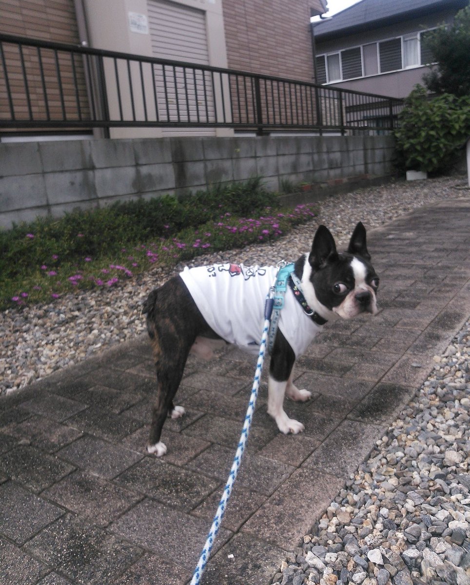 バリっ子ハッピー tweet media