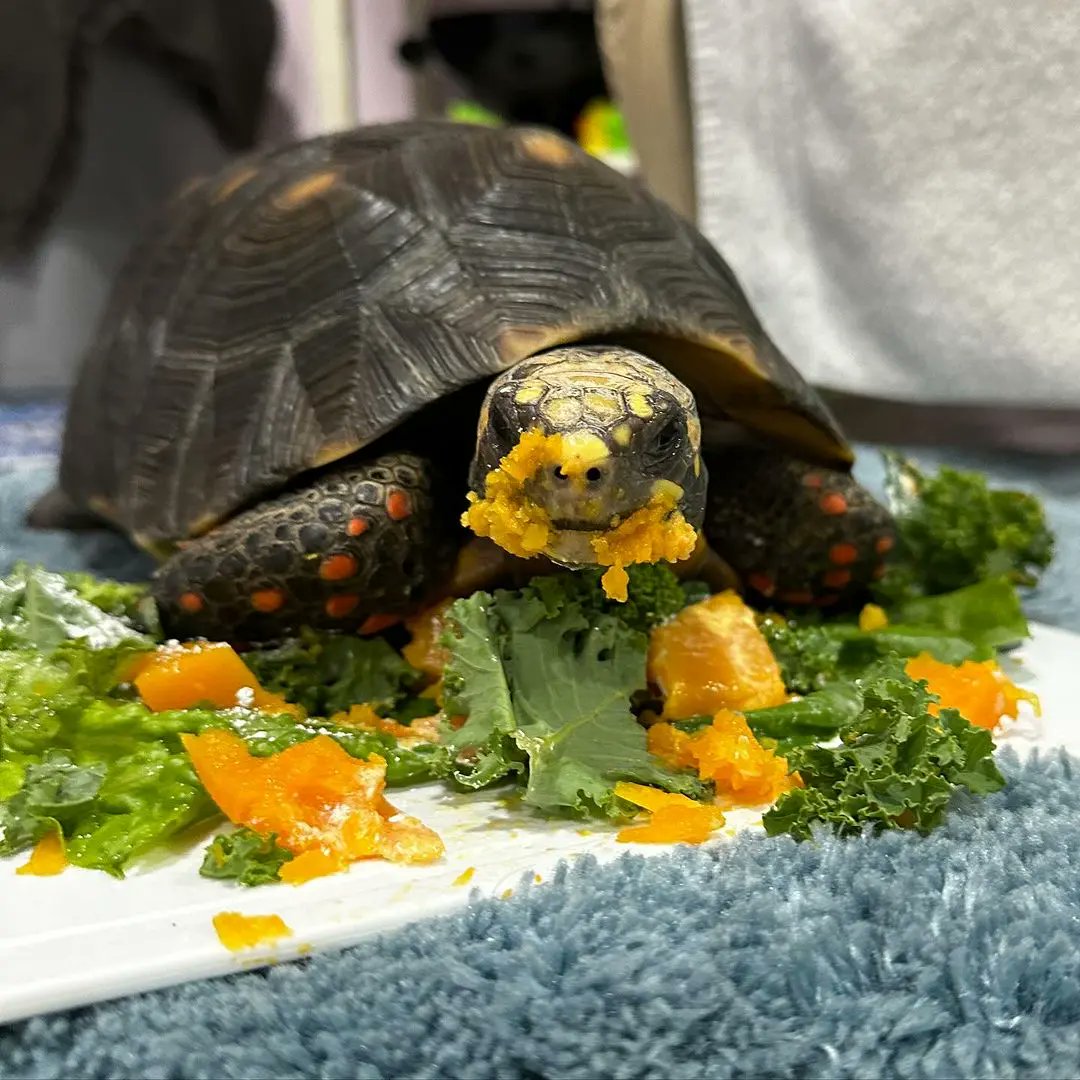 Sea Turtle Community tweet media