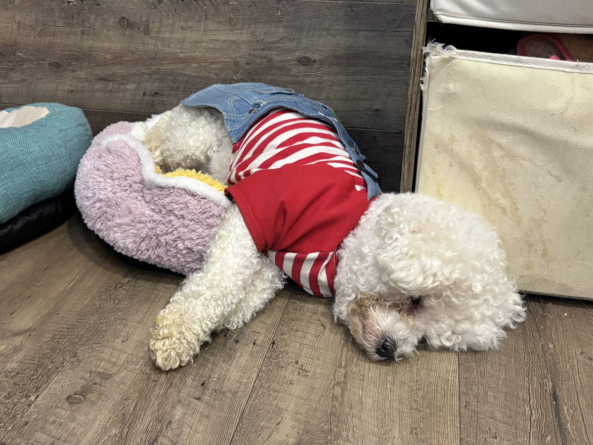 保護犬カフェ®鶴橋店 tweet media