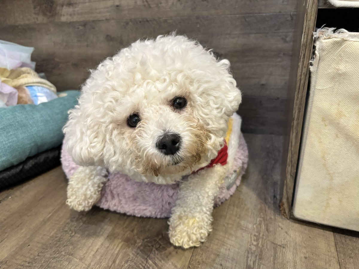 保護犬カフェ®鶴橋店 tweet media