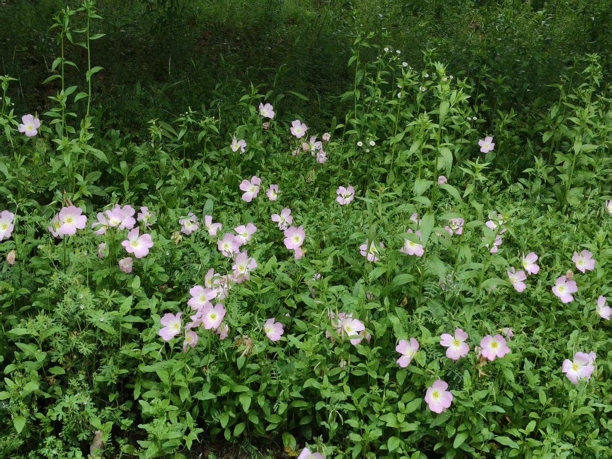 arb65033267's tweet photo. 医院的小花 https://t.co/8YE3XmZG0v