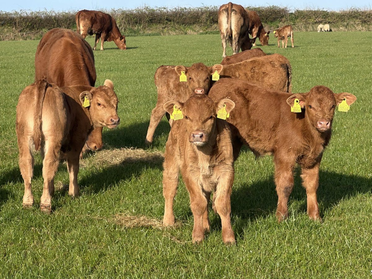 James Wright tweet media