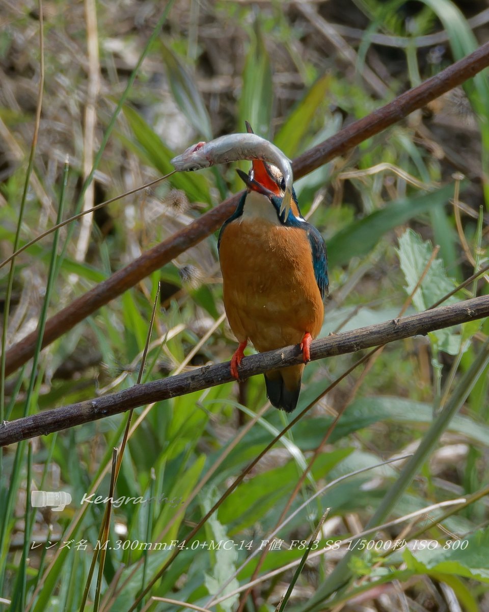 OJu_Ju's tweet image. オイカワは自分で食べて、小エビ嫁を釣るキミ・・
#BirdPhotography | #OLYMPUS