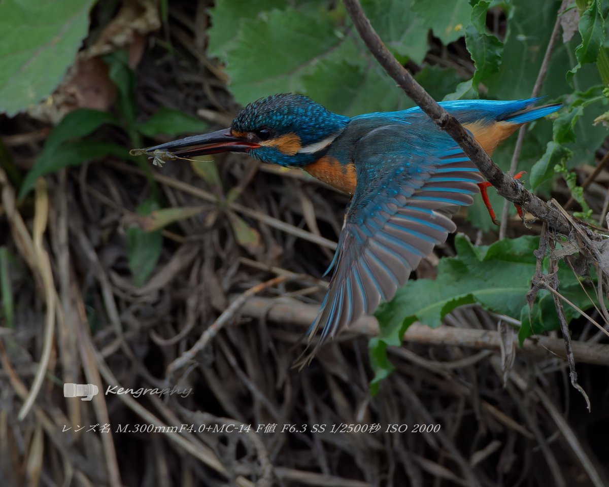 OJu_Ju's tweet image. オイカワは自分で食べて、小エビ嫁を釣るキミ・・
#BirdPhotography | #OLYMPUS