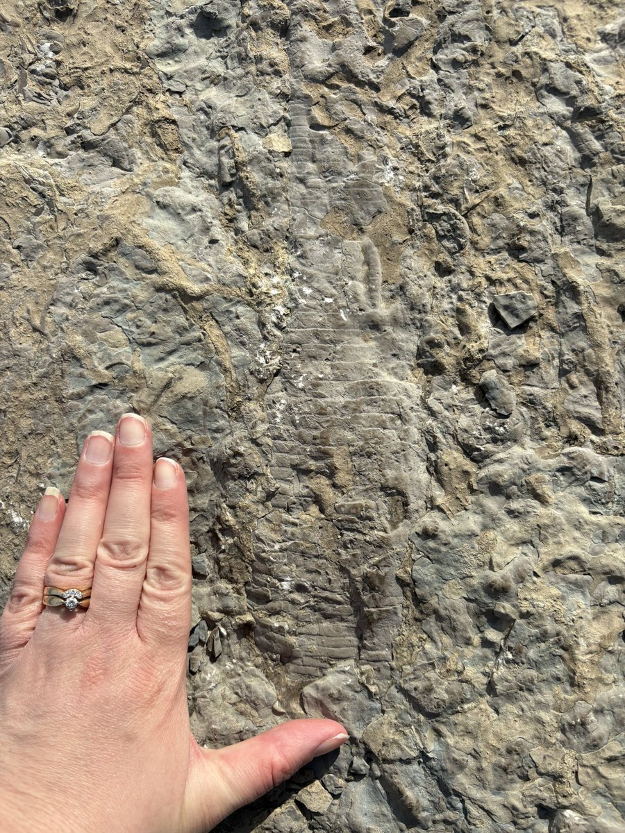 Tricaudae Studio (Stephanie Dziezyk) tweet media