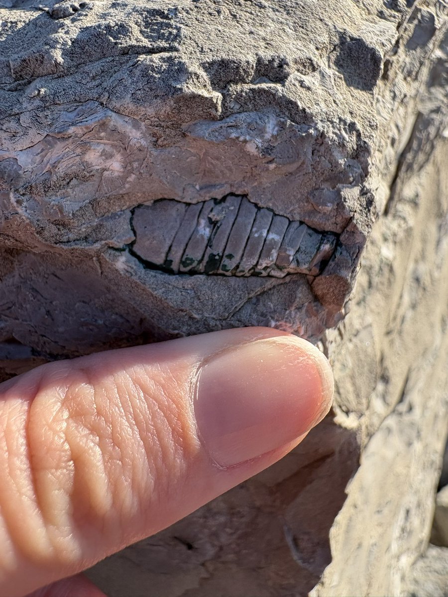 Tricaudae Studio (Stephanie Dziezyk) tweet media