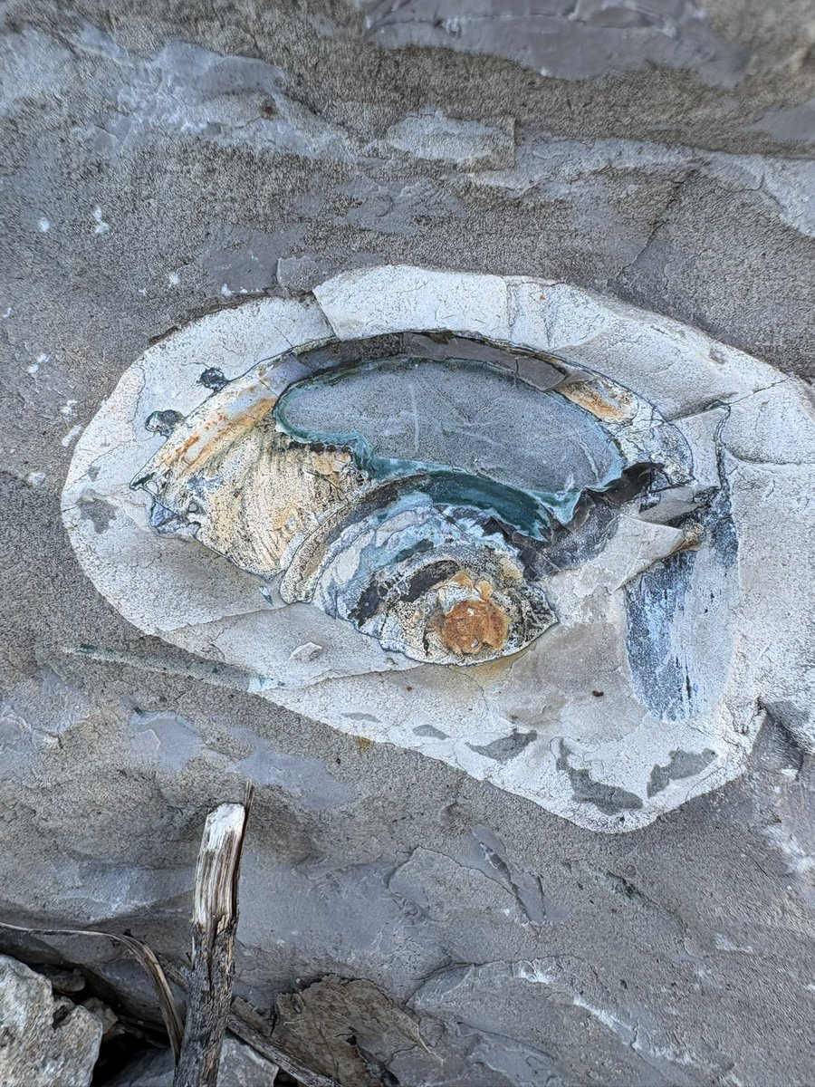 Tricaudae Studio (Stephanie Dziezyk) tweet media