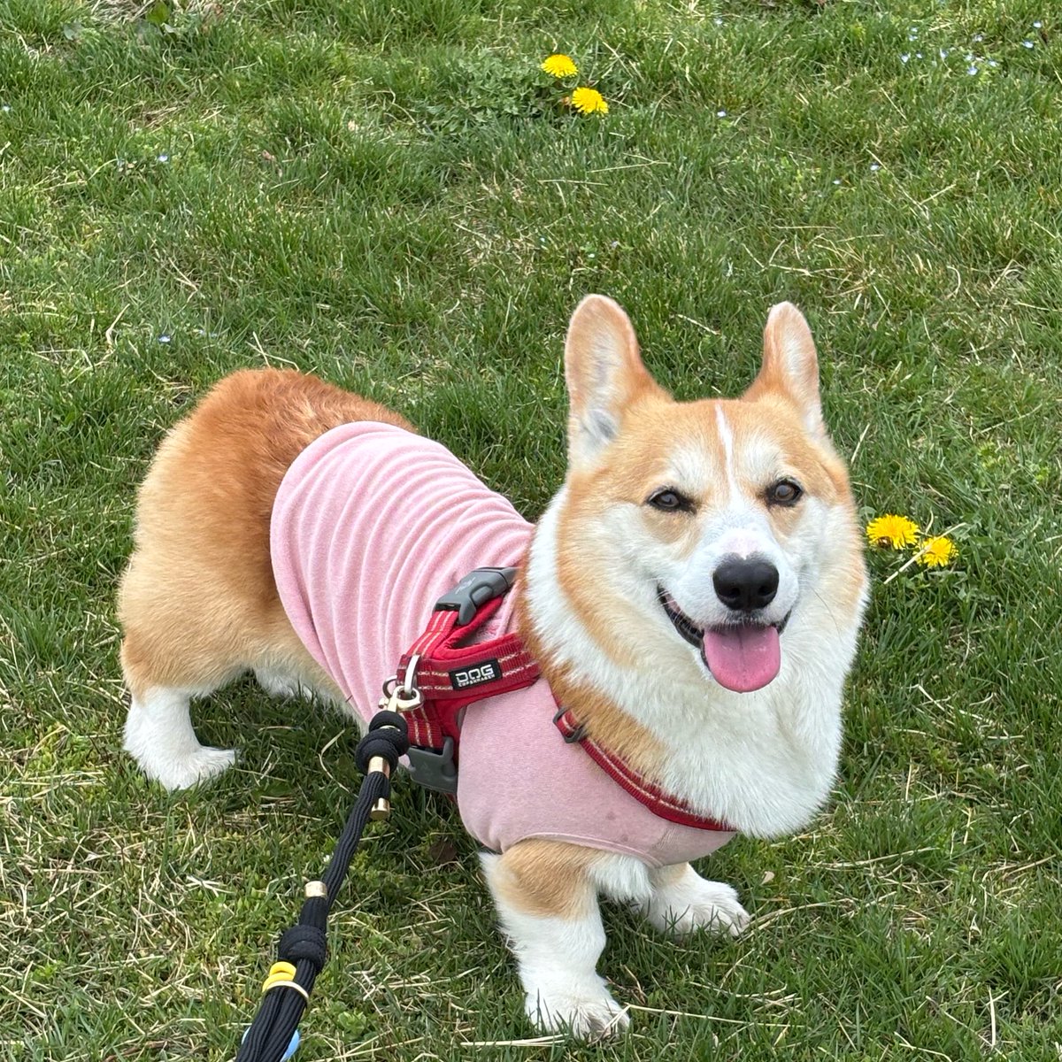 ひなた🐶 tweet media