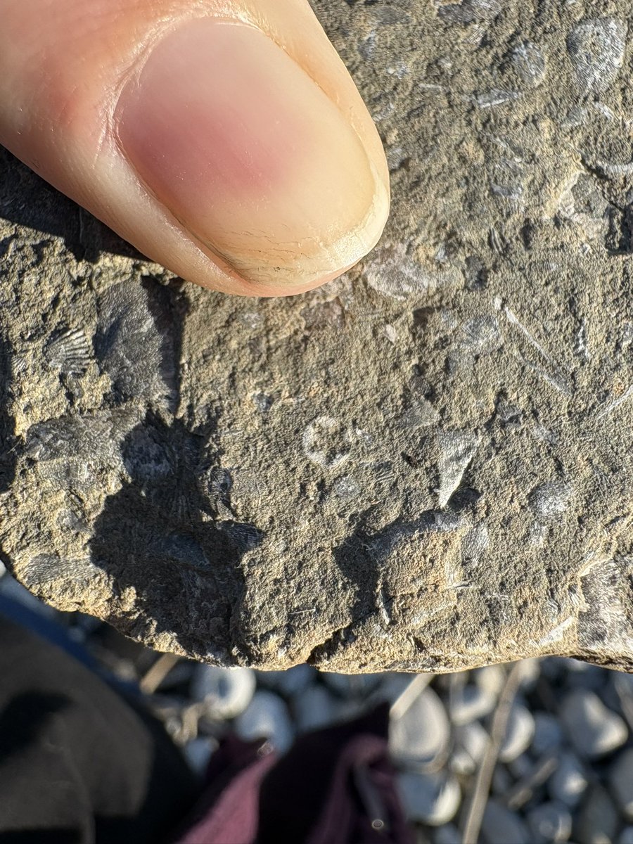 Tricaudae Studio (Stephanie Dziezyk) tweet media