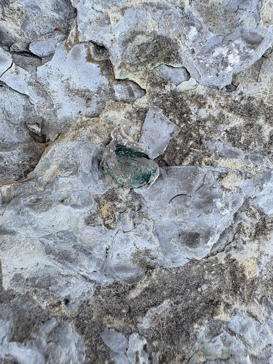 Tricaudae Studio (Stephanie Dziezyk) tweet media