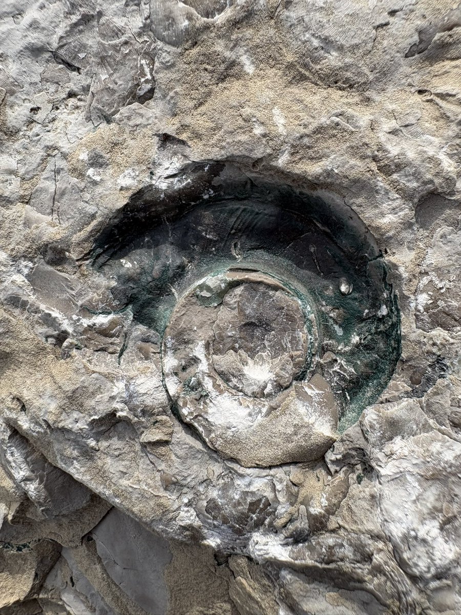 Tricaudae Studio (Stephanie Dziezyk) tweet media