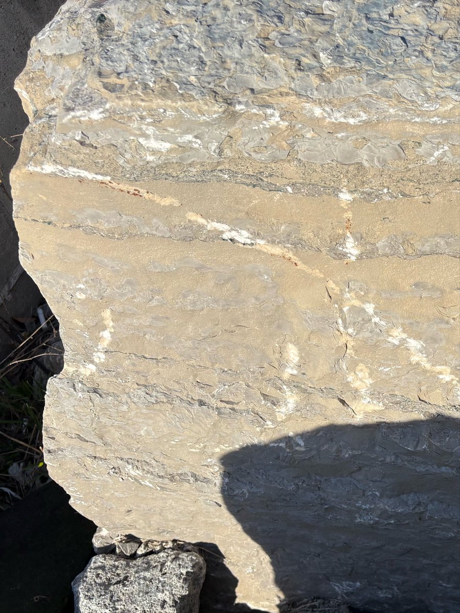 Tricaudae Studio (Stephanie Dziezyk) tweet media